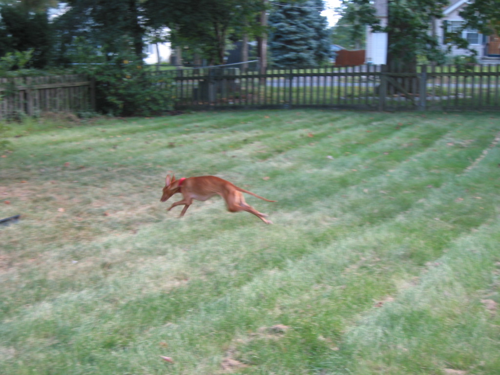 Justice running in the yard.