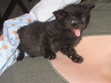 Halloween Kitty