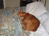 Justice  - Crawling into bed.