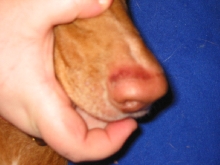 Justice's nose