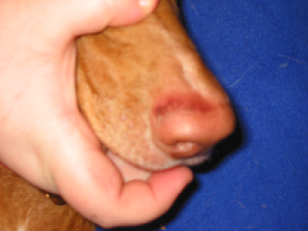 Justice's nose