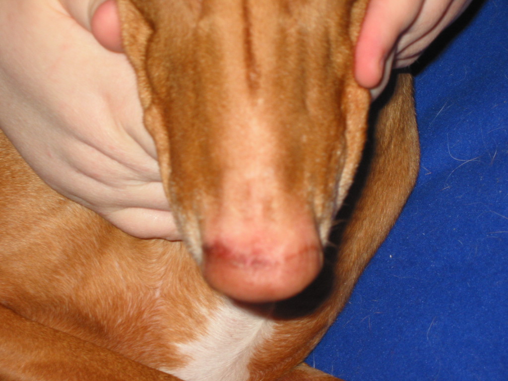 Justice's nose 2
