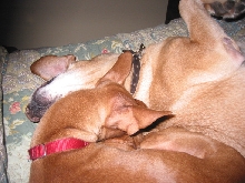 Justice and Angus snuggling.