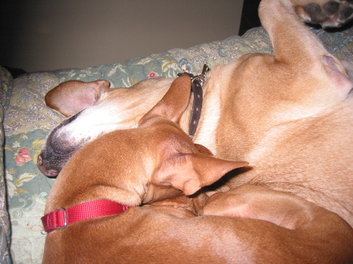 Justice and Angus snuggling.