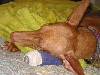 Justice sleeping after she hurt her paw.