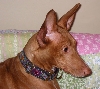Justice's new collar!
