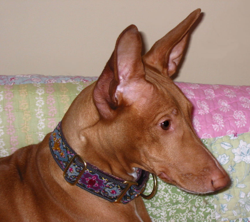 Justice's new collar!
