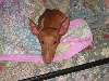 Justice with her pink princess blanket.