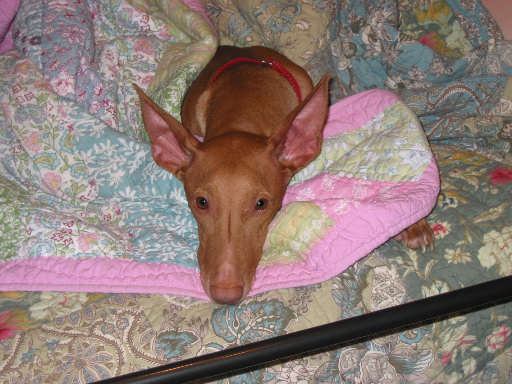 Justice with her pink princess blanket.