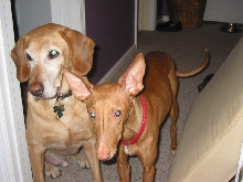 Justice and Angus looking for food.