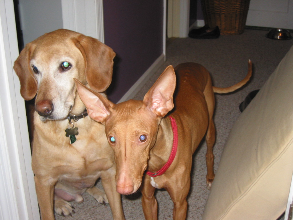 Justice and Angus looking for food.