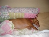 Justice sleeping in her bed.