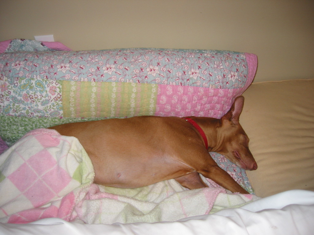 Justice sleeping in her bed.