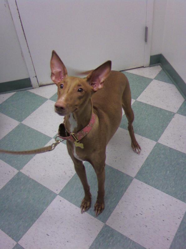 Justice at the vets office.