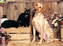 Justice's brother's Angus, Sherman & Sammy