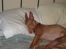 Justice - I love my dad's pillow.