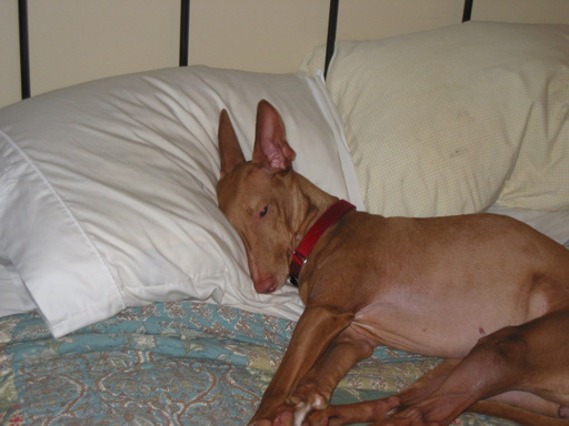 Justice - I love my dad's pillow.