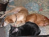 Justice - We're all sleepy....