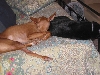 Justice - Sherman makes the perfect pillow.