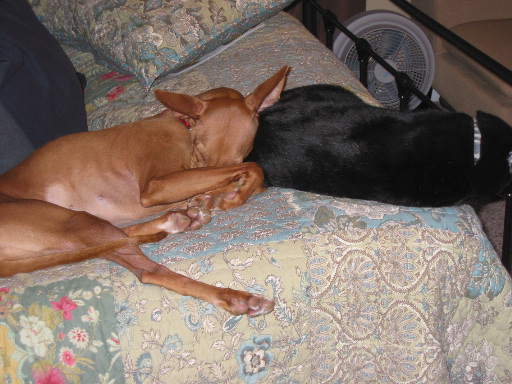Justice - Sherman makes the perfect pillow.