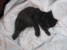 Sleeping in mom's arms.