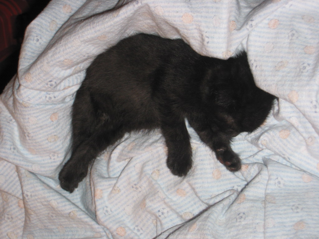 Sleeping in mom's arms.