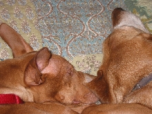 Justice and Angus - More snuggles.