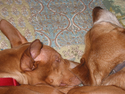 Justice and Angus - More snuggles.