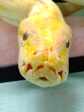 my friend (female)