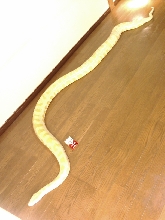long!