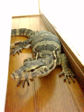 Water Monitor (male)
