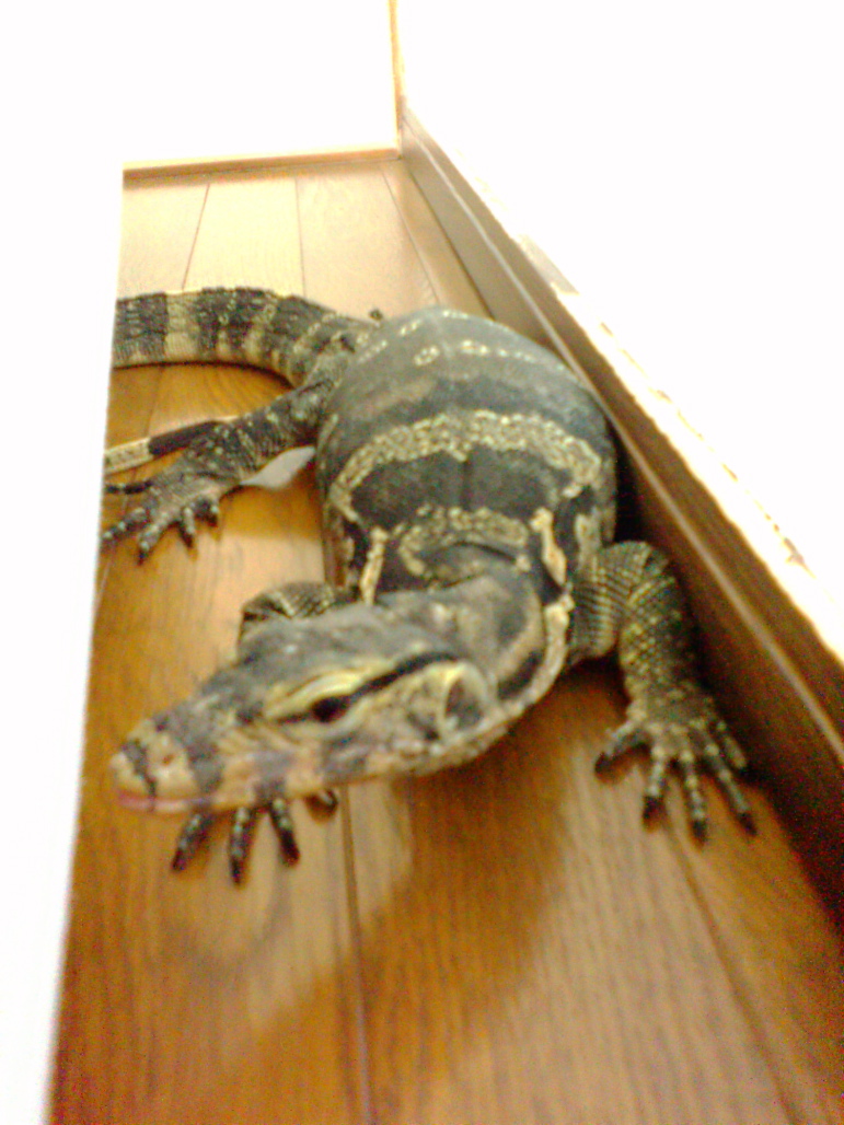 Water Monitor (male)
