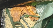 Sleeping Crested