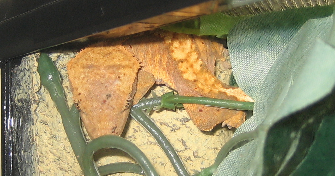 Sleeping Crested