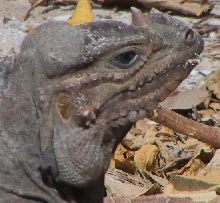 mona island iguana