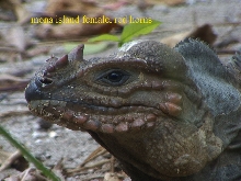 mona island iguana