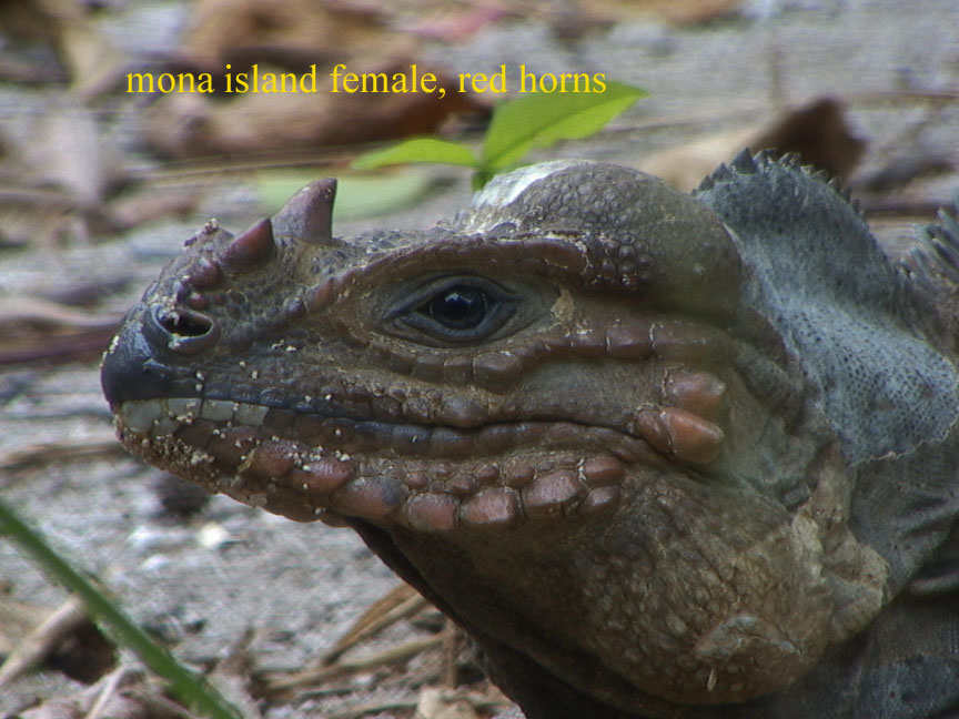 mona island iguana