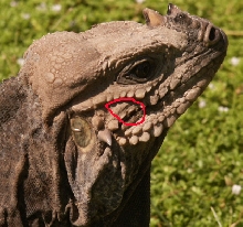 dominican republic iguana