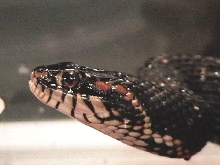 nerodia pictiventris