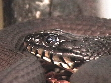 Yellow Belly