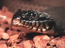 Erythrogaster head view