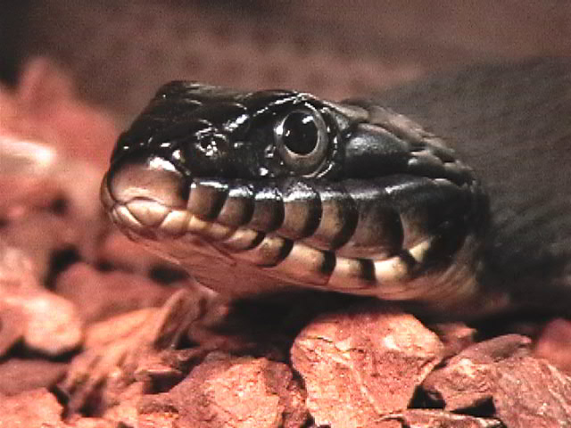 Erythrogaster head view