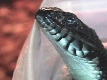 N. erythrogaster  yellow belly