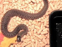 Florida Green water snake