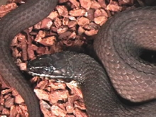 N. erythrogaster