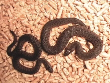 Florida Green, fullbody