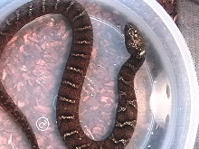 Northern, full body