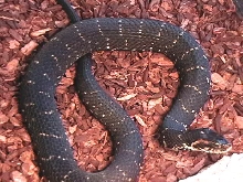 Pictiventris, young female