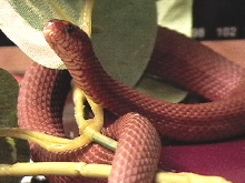 Mangrove Swamp Snake