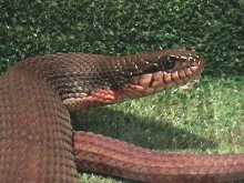 Spaz, nerodia erythrogaster